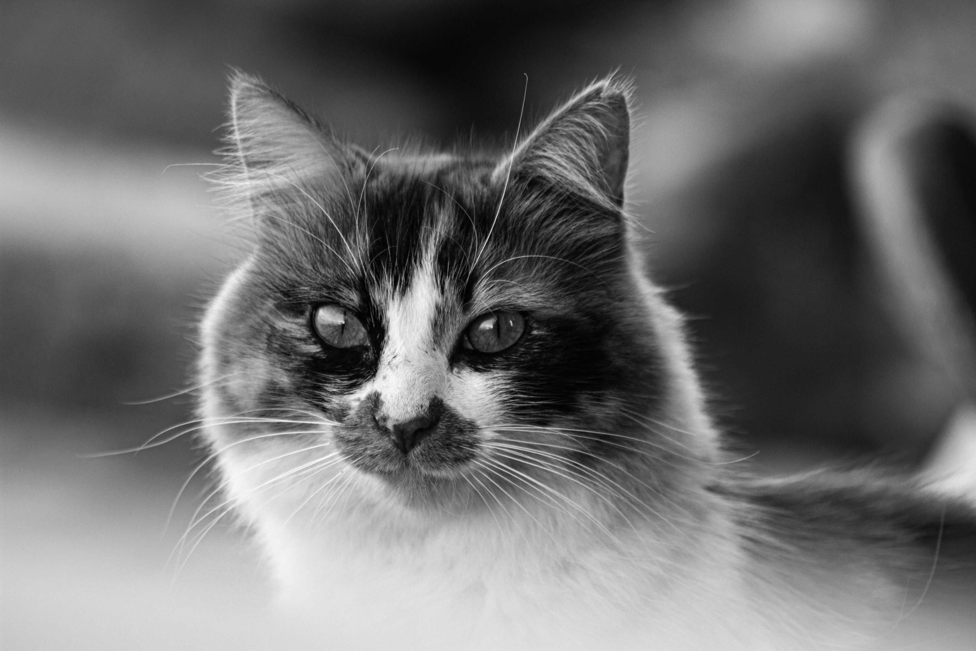 Cats